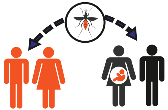 Zika virus transmission infographic